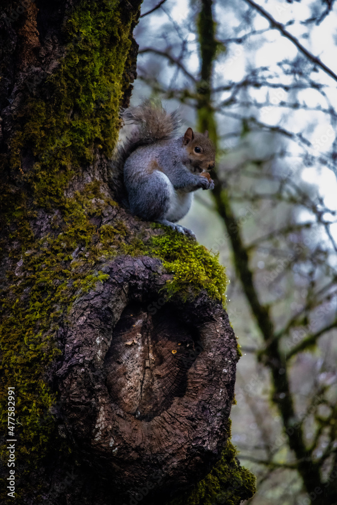 Fototapeta premium squirrel on a tree eating acorn,