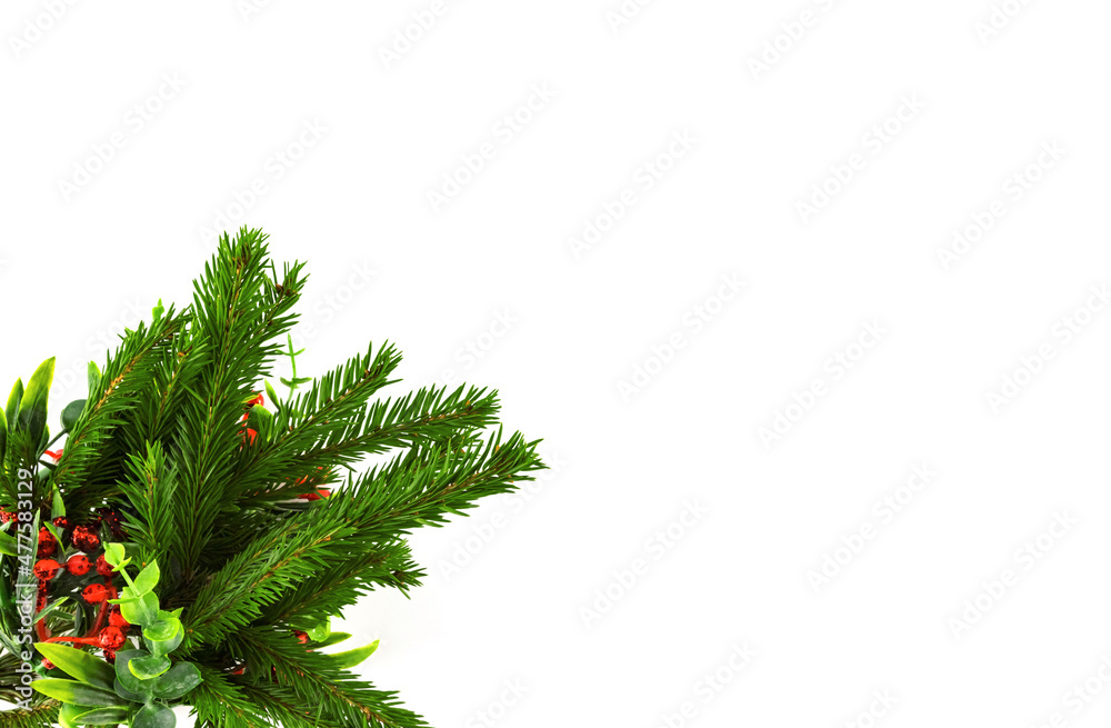 Christmas fir tree branch decorated red hellebore berry leaf isolated on white background copy space Christmas fir tree branch decorated red hellebore berry leaf isolated on white background copy space