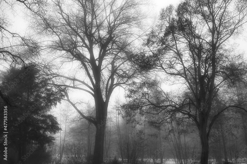 Obraz premium fog in the park