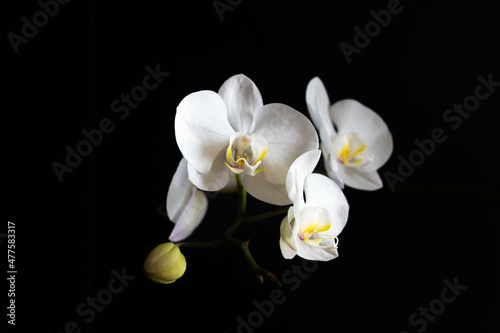 White phalaenopsis orchid flower isolated on black background. 