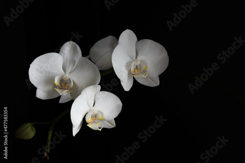 Fototapeta Naklejka Na Ścianę i Meble -  White phalaenopsis orchid flower isolated on black background. 