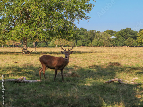 deer in the woods