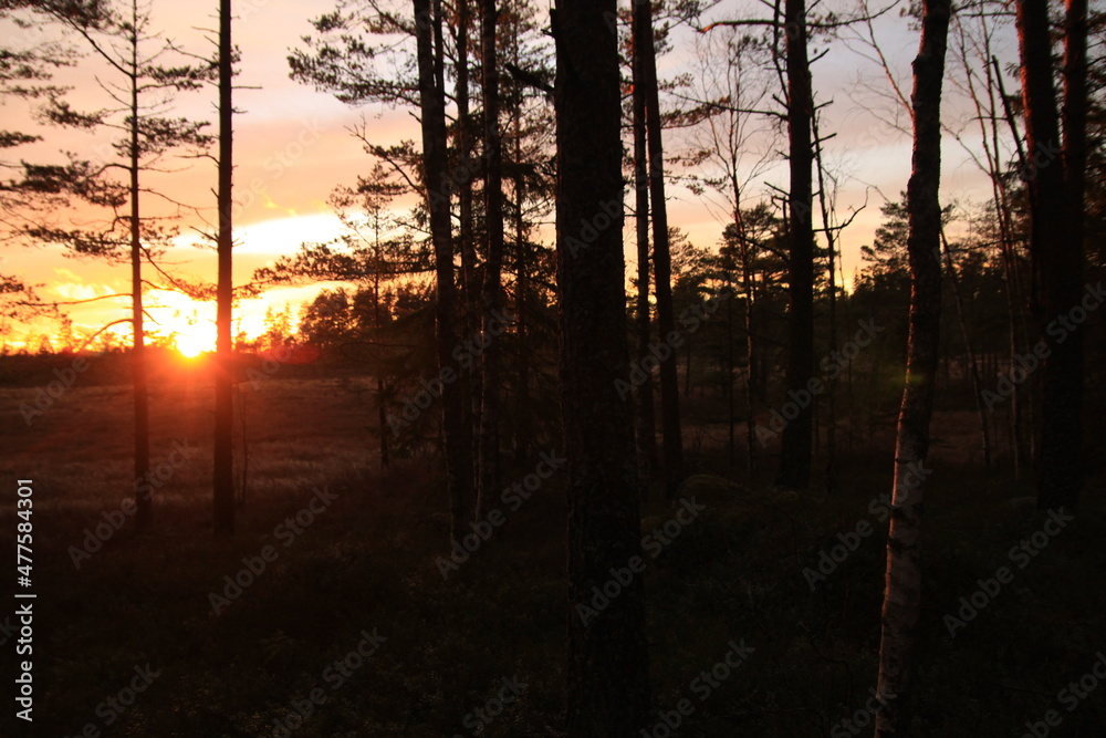 Bäume in Schweden Bäume in Schweden