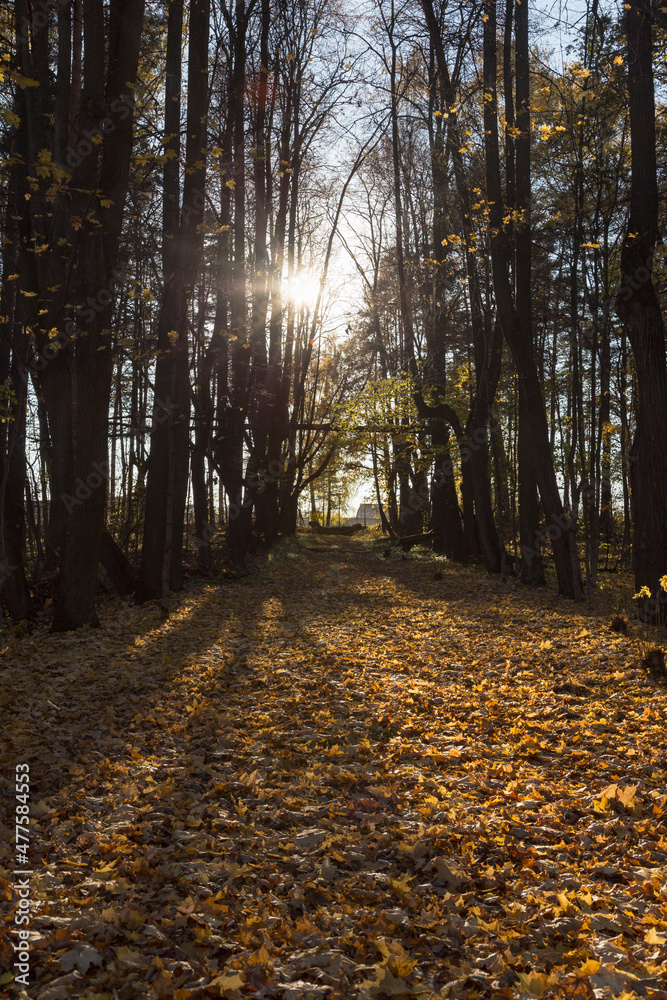 Obraz premium forest trail with green and dry yellow autumn leaves and sun beams rays of light shining through trees branches falling on ground forming shadows on surface