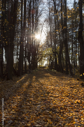 forest trail with green and dry yellow autumn leaves and sun beams rays of light shining through trees branches falling on ground forming shadows on surface