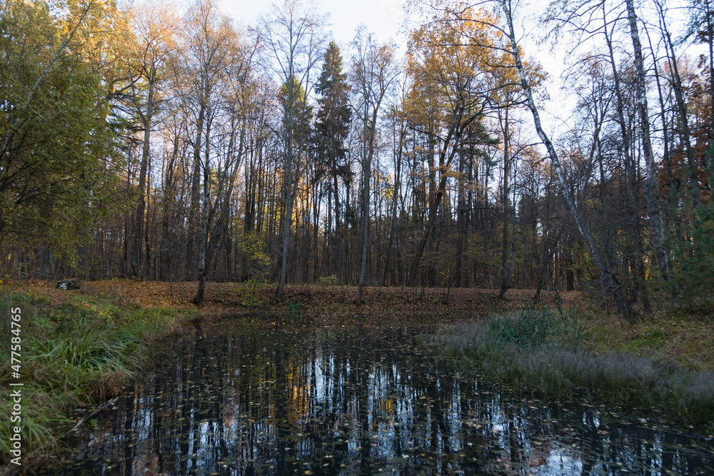 swamp pond  with autumn trees, branches with yellow leaves forming shadows and reflected on water surface