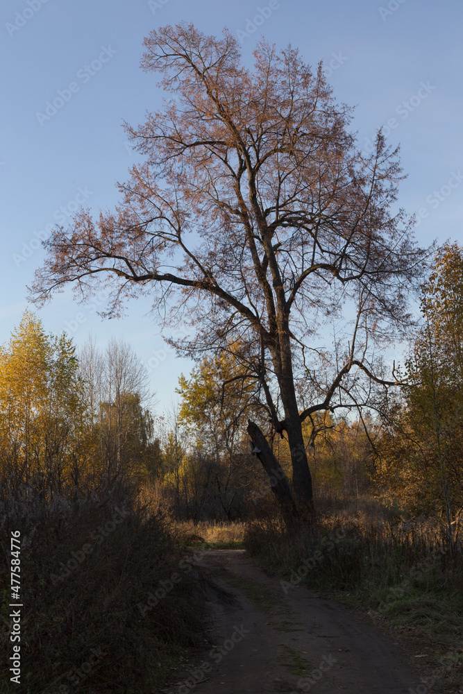 Tree with yellow red leaves foliage on branches, dry brown grass on a clear blue sky background. Sunny autumn day in a countryside forest Tree with yellow red leaves foliage on branches, dry brown grass on a clear blue sky background. Sunny autumn day in a countryside forest