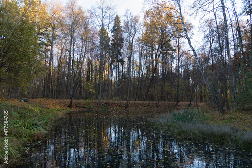 swamp pond  with autumn trees  branches with yellow leaves forming shadows and reflected on water surface