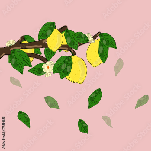 Background with citrus fruits. A branch of lemons. Background with lemons. Pink background. Lemons on a branch.