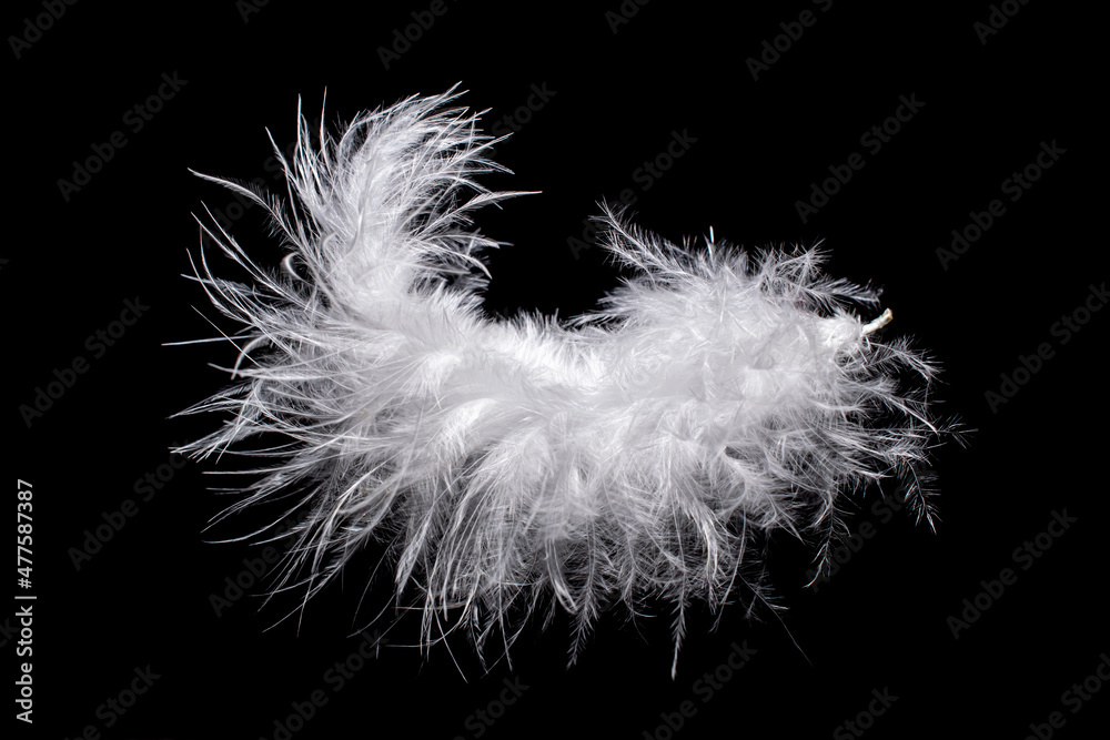 Obraz premium bird feather on a black background