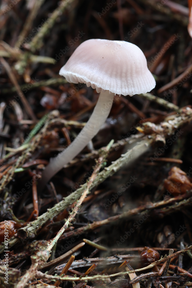 Fungi growing on a Forest Floor with dead leaves. Hamsterley Forest, County Durham. UK. Fungi growing on a Forest Floor with dead leaves. Hamsterley Forest, County Durham. UK.