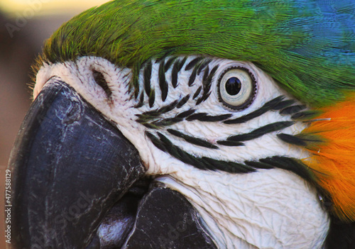 close up of parrot