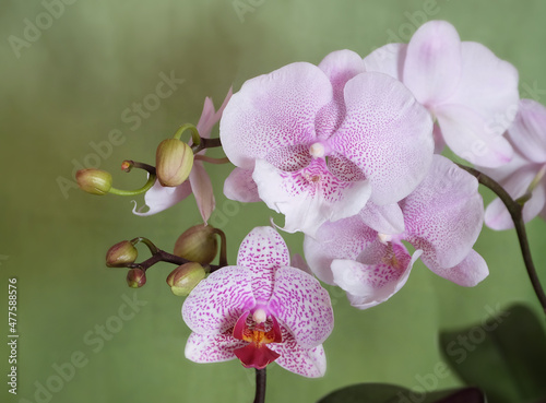 White-pink variegated flowers of the Phalaenopsis orchid of the varieties Queen Kiss and Beautiful smile with buds on a light green background, selective focus, horizontal orientation.
