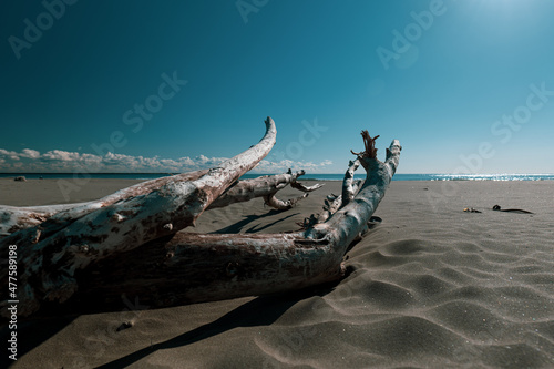 Fotografie, Obraz 冬の青空と砂浜と流木　茨城県大洗町　12月