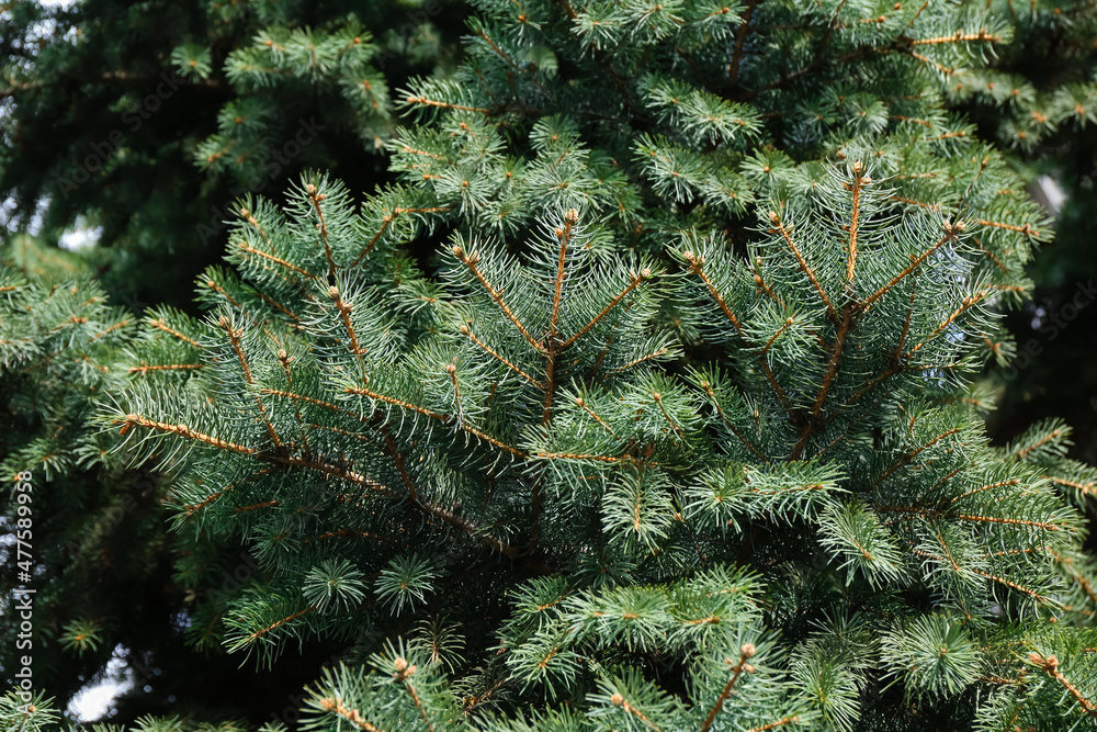 Green branches of fir tree in park