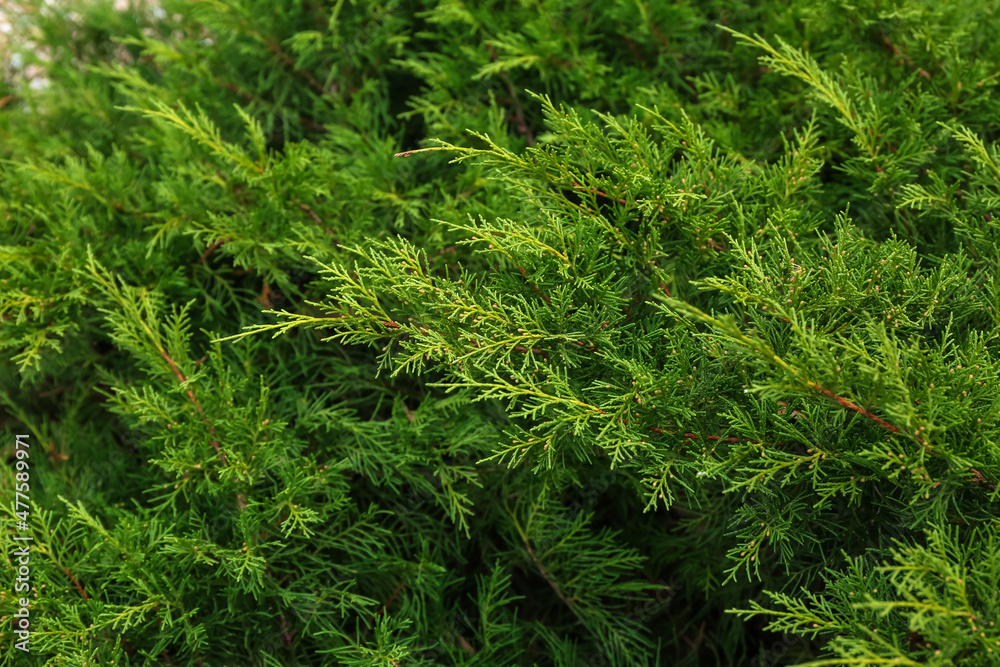 Green juniper branches in botanical garden Green juniper branches in botanical garden