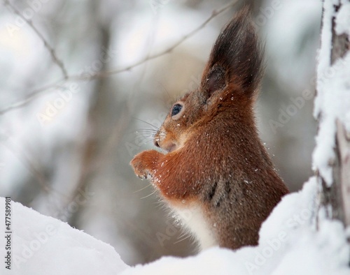 squirrel on a tree  © Ирина Литвинова