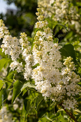 Branch of white lilac with green leaves and buds blooms on a green blurred background in summer. Vertical