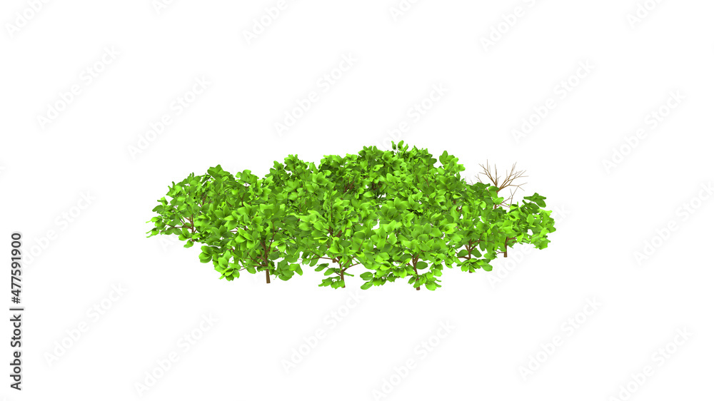 Obraz premium bush without shadow 3d render