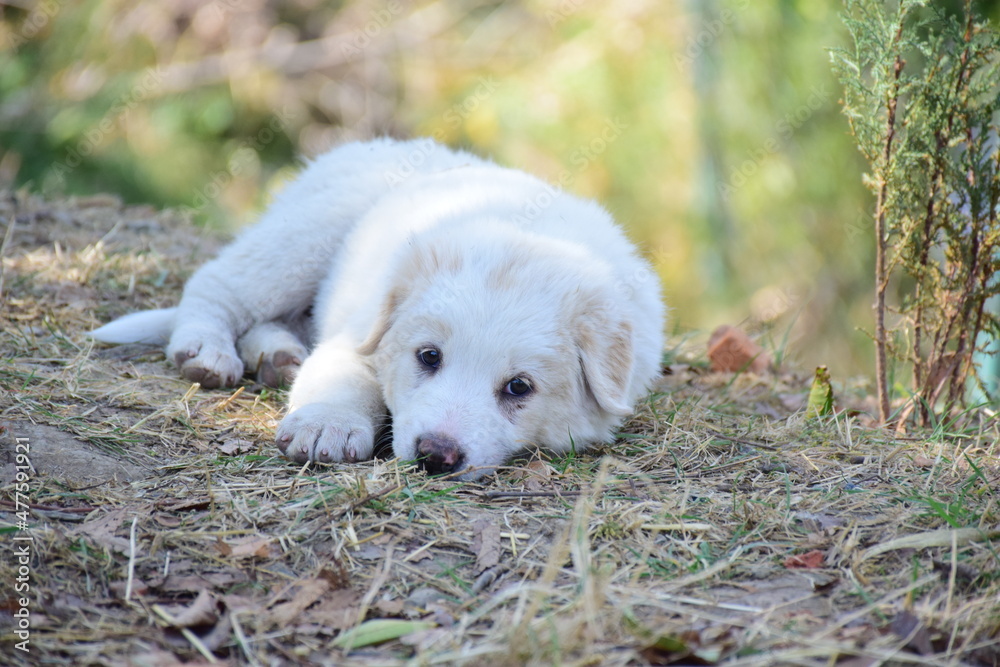 puppy in the grass puppy in the grass