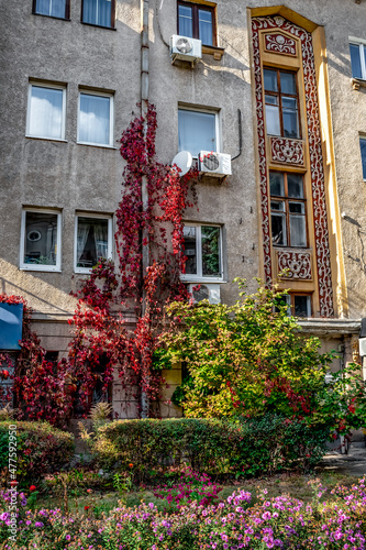 Victoria creeper with red leaves climb along the wall of an old building with decorative ornament in Kharkiv, Ukraine. Fragment of the facade of a residential house and an autumn flower bed in front