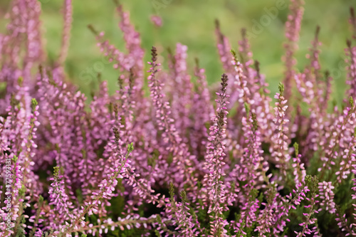 Heather shrubs with beautiful flowers outdoors, closeup © New Africa