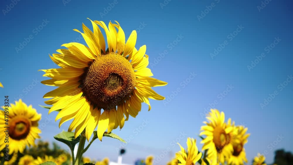 Beautiful sunflower flower blooming in sunflowers field.Thailand. Beautiful sunflower flower blooming in sunflowers field.Thailand.