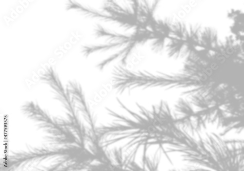 Fototapeta Naklejka Na Ścianę i Meble -  Summer background of shadows from fir leaves and branches on a white wall. White and black for photo or mockup