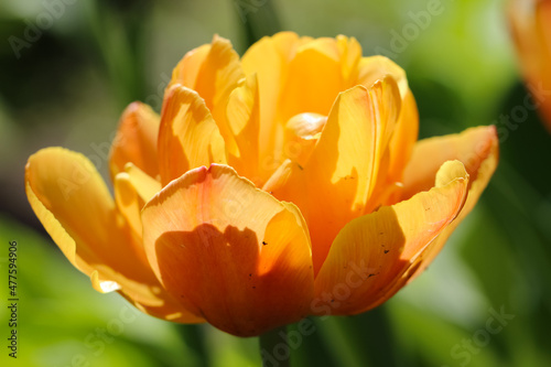 Macro photography of yellow tulip on a natural blurry soft green background