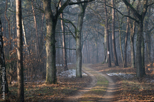 pierwszy śnieg i koniec pięknej polskiej jesieni w lesie pod Warszawą photo