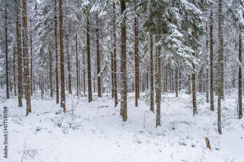 Frosty tree trunks in a coniferous forest