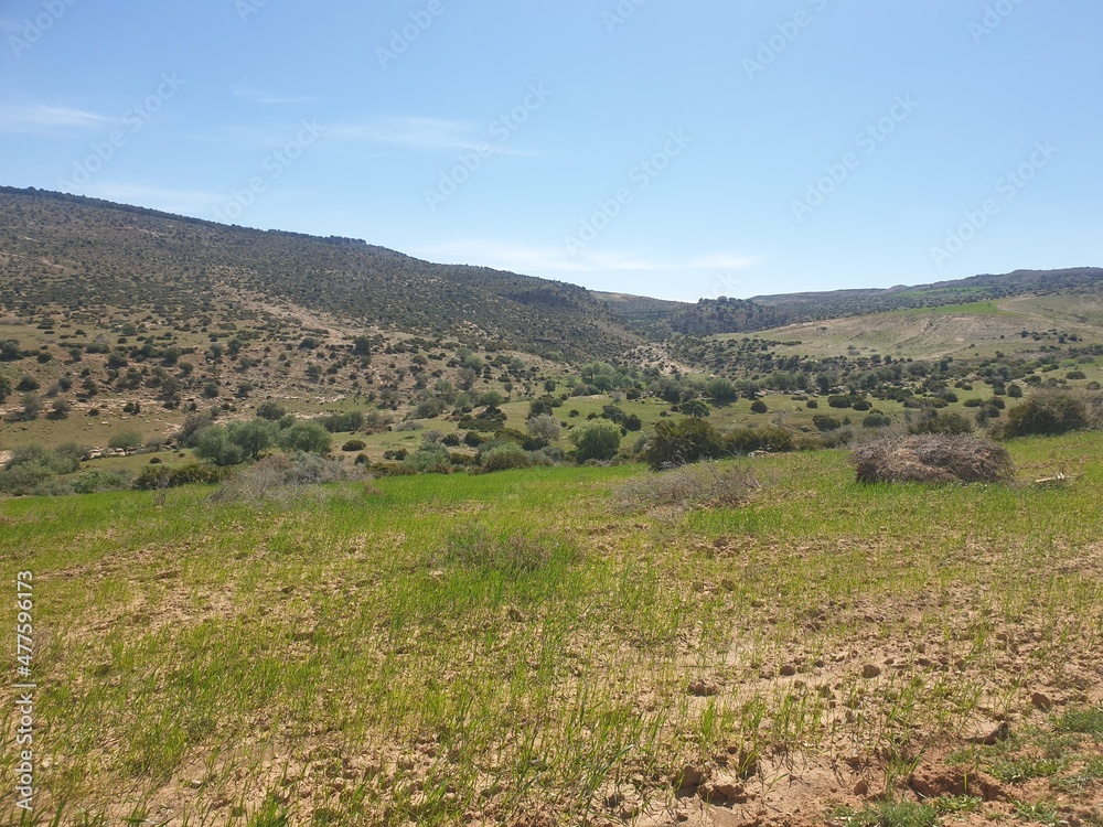 Naklejka premium Beautiful landscapes in the spring, the city of Tiaret, Algeria