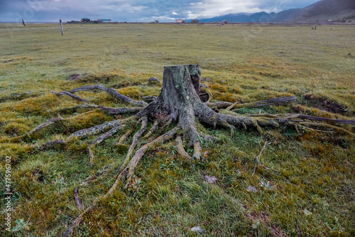Stump from a tree with large roots on the meadow