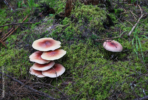 Plums and Custard, also called Red-haired agaric, wild mushroom from Finland, scientific name Tricholomopsis rutilans photo