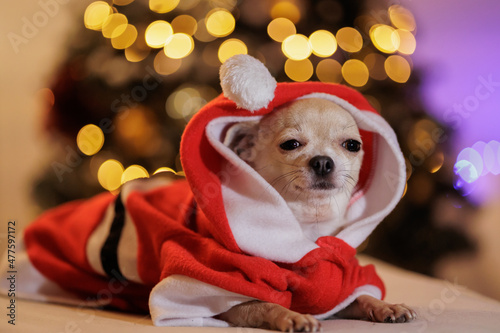 Christmas mini chihuahua dog wearing Santa Claus costume, Christmas tree with lights, bokeh background