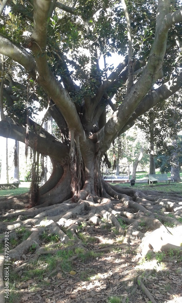 Fototapeta premium Alter Baum in Stadt