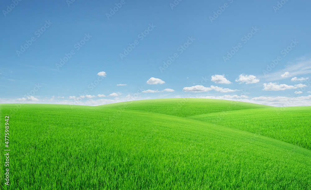 panorama of green meadows with beutyfull blue sky and white clouds in day ligth for background. panorama of green meadows with beutyfull blue sky and white clouds in day ligth for background.