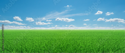 Fototapeta Naklejka Na Ścianę i Meble -  panorama of green meadows with beutyfull blue sky and white clouds in day ligth for background.