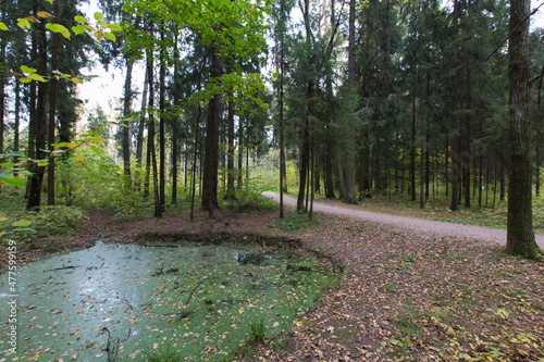 Foto green ooze swamp pond with trees, branches, yellow leaves and narrow trail path road leading to the woods