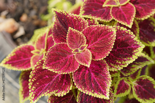 Close up Coleus or Painted Nettle leaves.