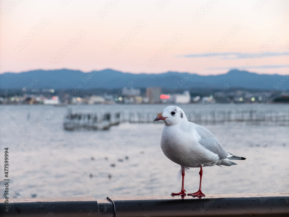 Obraz premium 冬の琵琶湖にユリカモメ