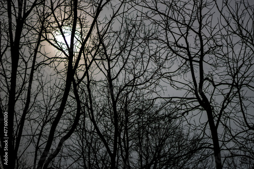 Gloomy Woods © jay