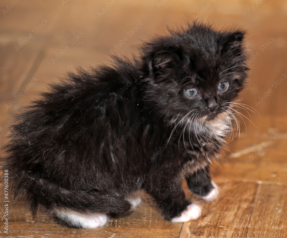 Obraz premium cute black and white fluffy kitten