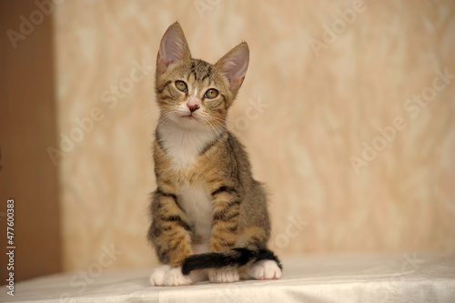 tabby and white young European Shorthair kitten