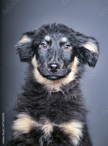 black and beige fluffy puppy mongrel