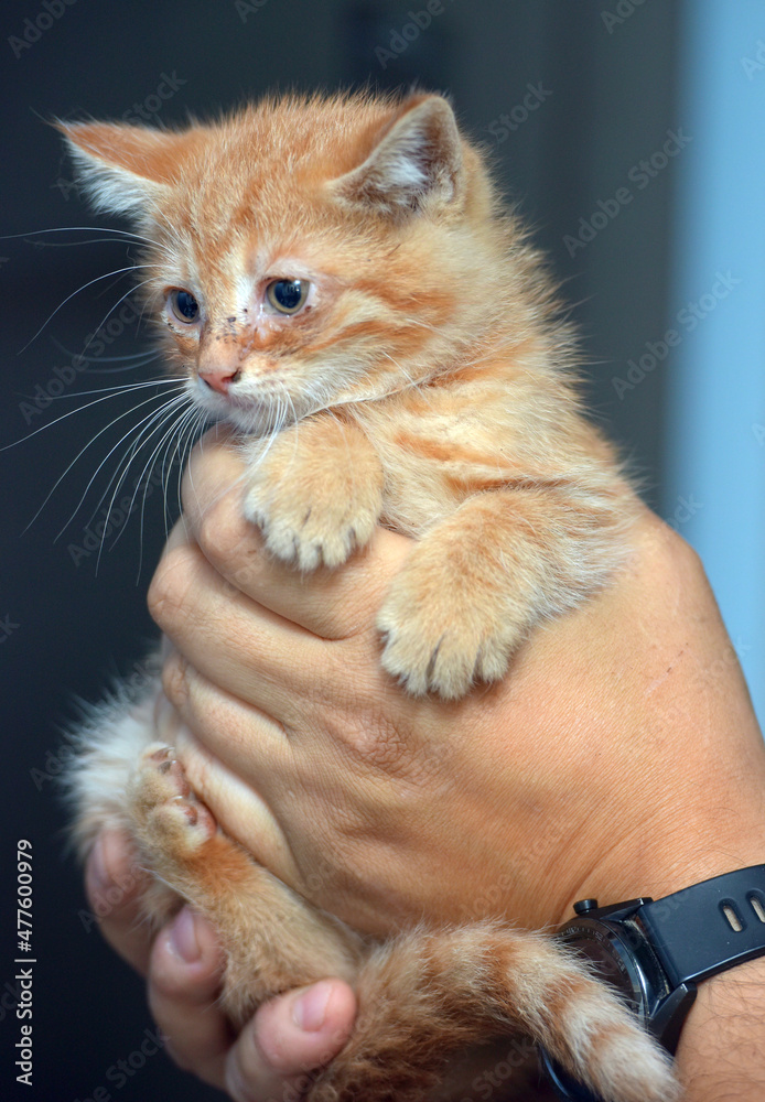 Fototapeta premium small ginger kitten with sore eyes