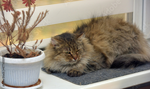 Bilde på lerret beautiful brown fluffy siberian cat