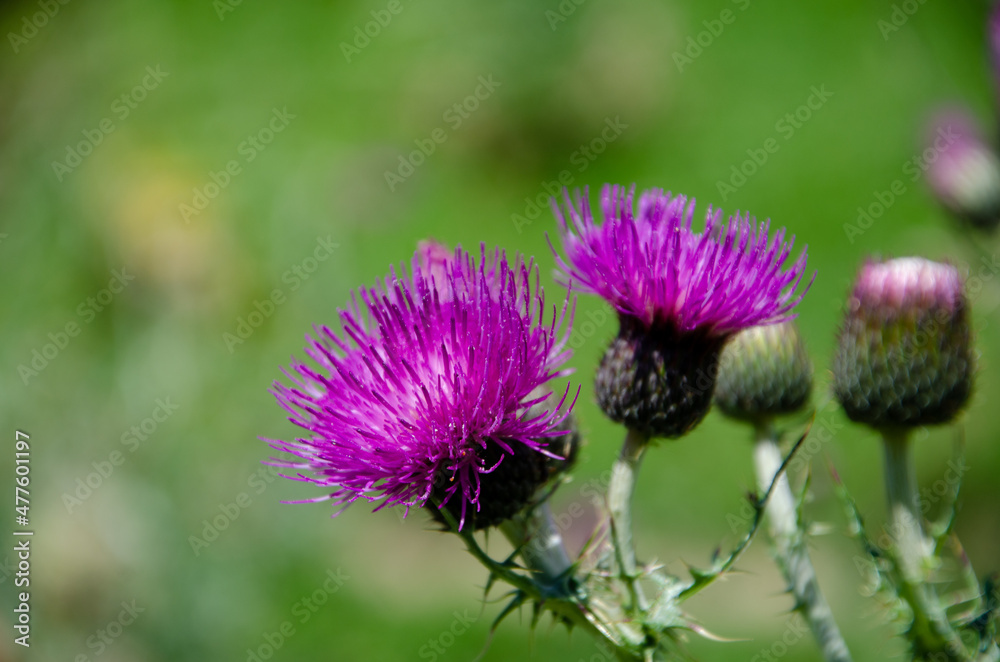 flower of a thistle flower of a thistle