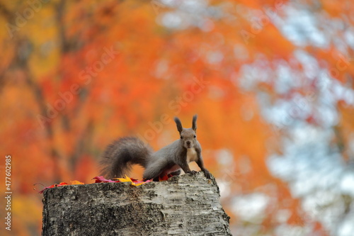 squirrel in the park