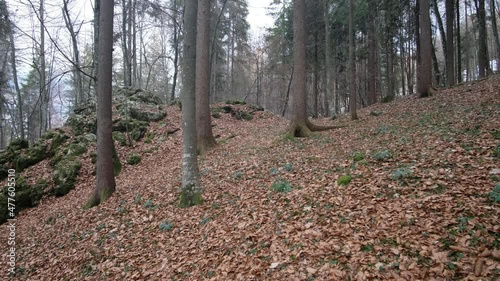 Pan view of trees in the wood